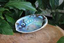 Load image into Gallery viewer, Natural Abalone Shell - Unpolished