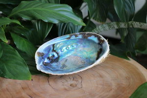 Natural Abalone Shell - Unpolished