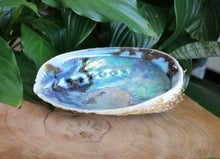 Load image into Gallery viewer, Natural Abalone Shell - Unpolished