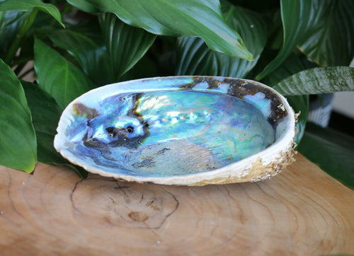Natural Abalone Shell - Unpolished