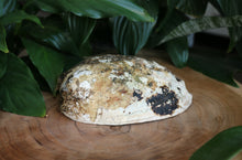 Load image into Gallery viewer, Natural Abalone Shell - Unpolished