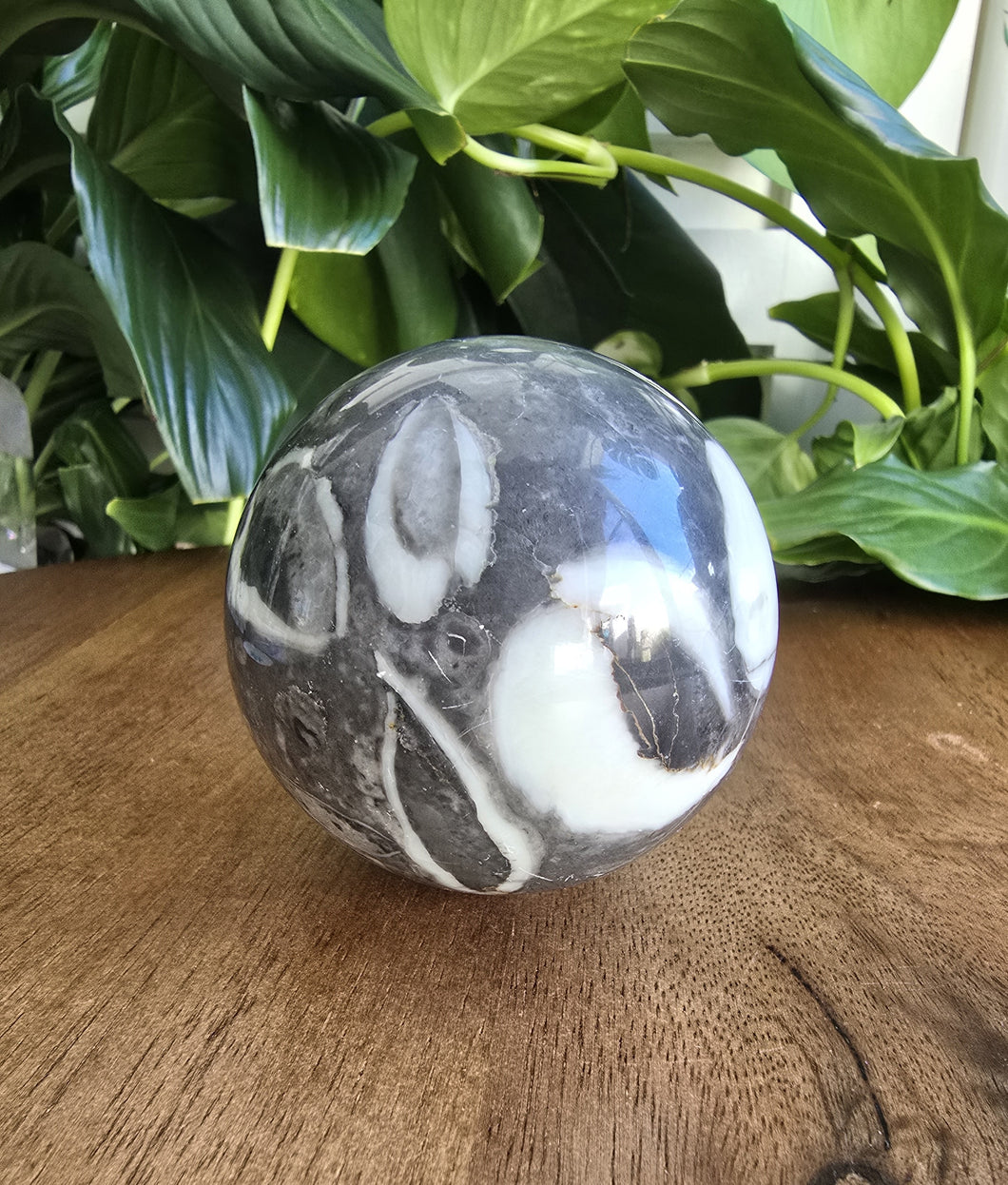 Shell Jasper Sphere