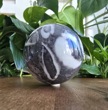 Load image into Gallery viewer, Shell Jasper Sphere